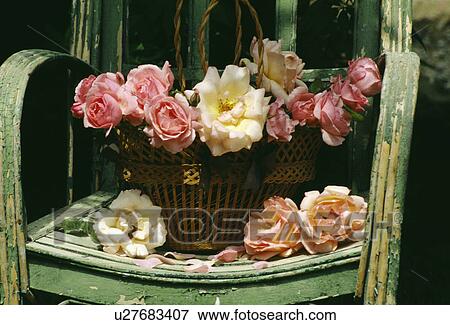 Still-Life of pink roses View Large Photo Image Stock Photo - Still-Life of pink roses. Fotosearch