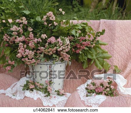 Still-Life of pink spring blossom View Large Photo Image Stock Image - Still-Life of pink spring blossom. Fotosearch