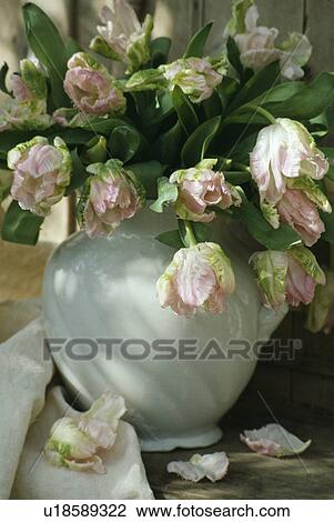 Still-Life of pink tulips in jug View Large Photo Image Stock Image - Still-Life of pink tulips in jug. Fotosearch