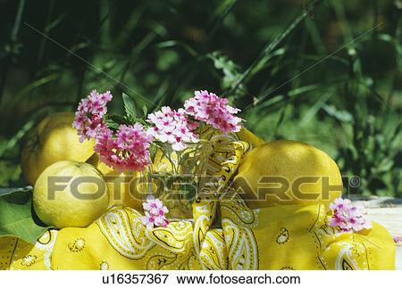 Still-Life of pink verbena and lemons View Large Photo Image Stock Photo - Still-Life of pink verbena and lemons. Fotosearch