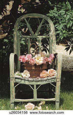 Still-Life of pinkroses in basket on chair View Large Photo Image Stock Photograph - Still-Life of pinkroses in basket on chair. Fotosearch