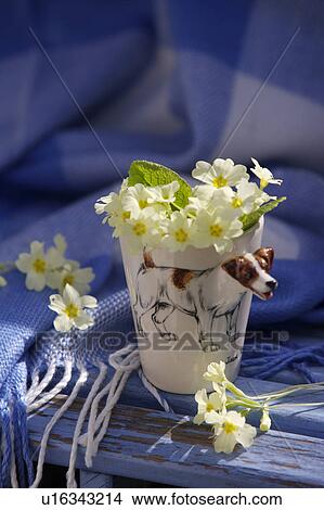 Still-Life of primroses in cup View Large Photo Image Picture - Still-Life of primroses in cup. Fotosearch