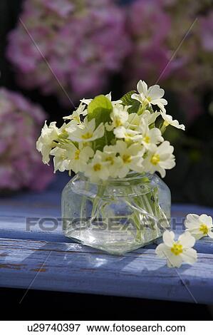 Still-Life of primroses in glass vase View Large Photo Image Stock Photo - Still-Life of primroses in glass vase. Fotosearch