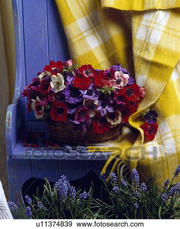 Stock Photo - Still-Life of red and mauve anemones on blue bench. Fotosearch