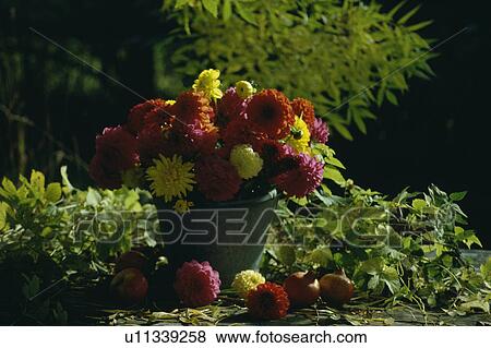 Stock Photo - Still-life of red and yellow dahlias in vase. Fotosearch