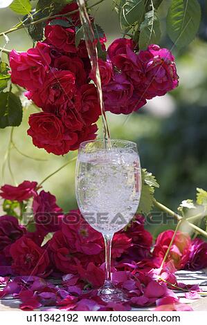 Still-Life of red roses and wineglass View Large Photo Image Stock Image - Still-Life of red roses and wineglass. Fotosearch