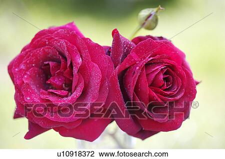 Still-life of red roses View Large Photo Image Stock Image - Still-life of red roses. Fotosearch