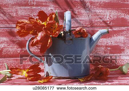Still-Life of red tulips and blue watering can View Large Photo Image Stock Photo - Still-Life of red tulips and blue watering can. Fotosearch