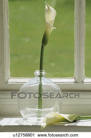 Stock Image - Still-Life of single calla lily in glass vase. Fotosearch