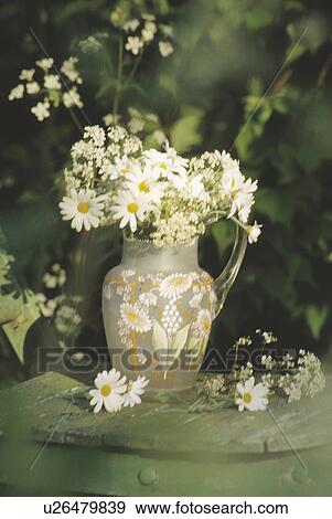 Still-Life of white daisies in jug View Large Photo Image Stock Photo - Still-Life of white daisies in jug. Fotosearch