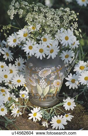 Still-Life of white daisies in vase View Large Photo Image Picture - Still-Life of white daisies in vase. Fotosearch