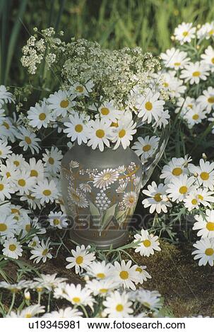 Still-Life of white daisies in vase View Large Photo Image Stock Image - Still-Life of white daisies in vase. Fotosearch