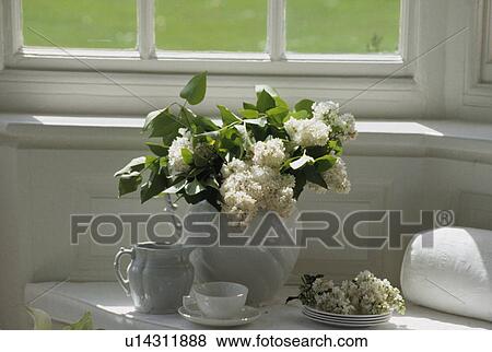 Stock Photo - Still-Life of white lilac in jug. Fotosearch