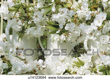 Still-Life of white spring blossom View Large Photo Image Picture - Still-Life of white spring blossom. Fotosearch