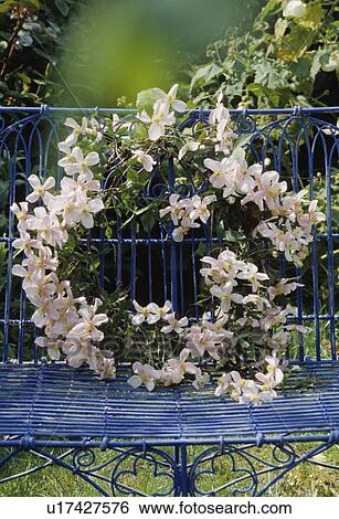 Still-Life of wreath of white clematis blossom on blue bench View Large Photo Image Stock Photograph - Still-Life of wreath of white clematis blossom on blue bench. Fotosearch