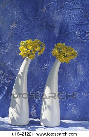 Still-Life of yellow daffodils in white vases View Large Photo Image Stock Image - Still-Life of yellow daffodils in white vases. Fotosearch