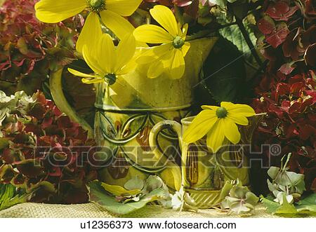Still-Life of yellow flowers in yellow jugs View Large Photo Image Stock Image - Still-Life of yellow flowers in yellow jugs. Fotosearch
