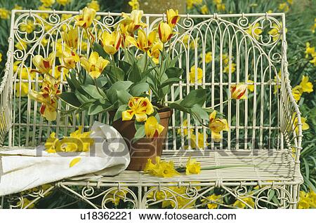 Still-Life of yellow tulips in vase on bench View Large Photo Image Stock Image - Still-Life of yellow tulips in vase on bench. Fotosearch