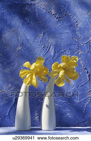 Stock Image - Still-Life of yellow tulips in white vases. Fotosearch