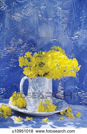 Still-Life of yellow wallflowers in jug View Large Photo Image Stock Photo - Still-Life of yellow wallflowers in jug. Fotosearch