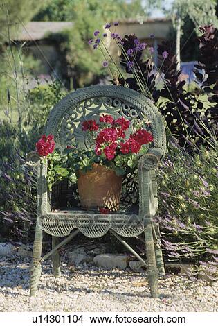 Still-Life red geraniums in pot on wicker chair View Large Photo Image Picture - Still-Life red geraniums in pot on wicker chair. Fotosearch