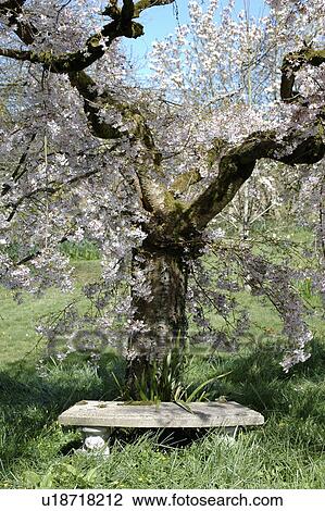 Stone bench below flowering pear tree in Spring country garden View Large Photo Image Stock Image - Stone bench below flowering pear tree in Spring country garden. Fotosearch