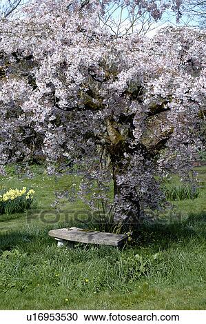 Stone bench below pear tree with white blossom in Spring country garden View Large Photo Image Stock Image - Stone bench below pear tree with white blossom in Spring country garden. Fotosearch