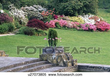 Stock Photography - Stone steps beside lawn and azaleas in borders in country garden in spring. Fotosearch