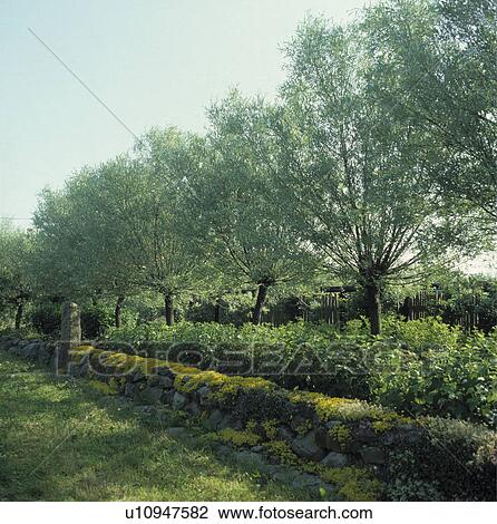 Stone wall and willow trees in country garden View Large Photo Image Stock Image - Stone wall and willow trees in country garden. Fotosearch