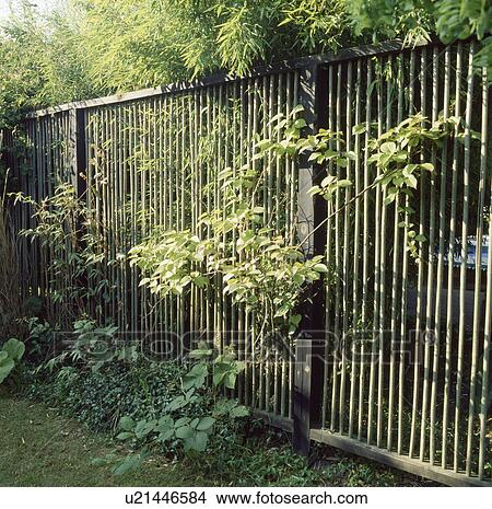 suburban, urban, fence, garden, bamboo, gardens View Large Photo Image Picture - suburban, urban, fence, garden, bamboo, gardens. Fotosearch