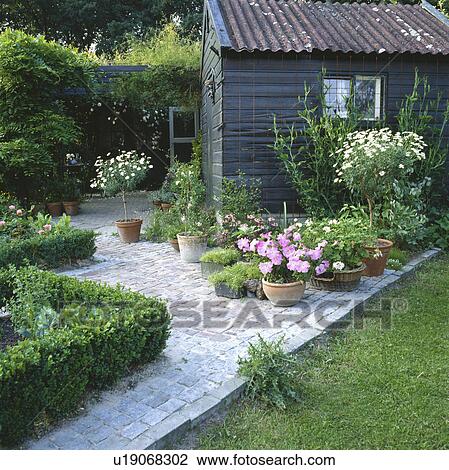 Stock Image - Summer flowering plants in pots on paving in front of shed in country garden in summer. Fotosearch