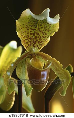 summer, green, green, orchid, pastel, plants View Large Photo Image Stock Photo - summer, green, green, orchid, pastel, plants. Fotosearch