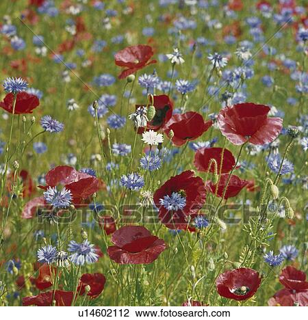 summer, rhoeas, cyanus, blue, plants View Large Photo Image Stock Image - summer, rhoeas, cyanus, blue, plants. Fotosearch