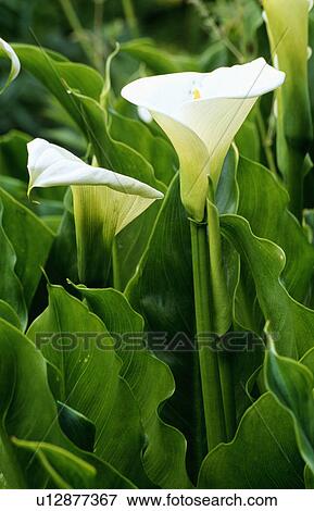 summer, white, zantedeschia, plants View Large Photo Image Stock Photo - summer, white, zantedeschia, plants. Fotosearch