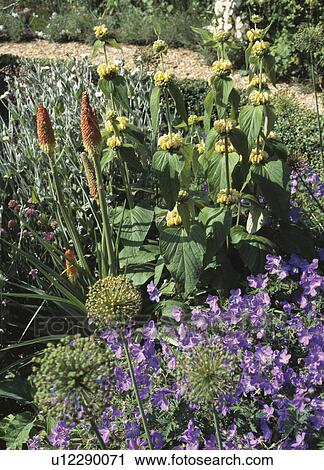 Stock Image - Sunny summer border with allium seedheads, red hot poker, geranium and phlomis. Fotosearch