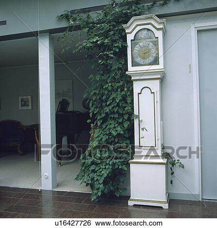 Tall Ficus Benjamina beside white longcase clock in pastel blue hall View Large Photo Image Stock Photograph - Tall Ficus Benjamina beside white longcase clock in pastel blue hall. Fotosearch