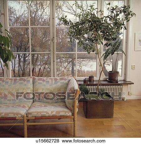 Tall houseplant in pot in front of large window in living room with patterned sofa View Large Photo Image Stock Photo - Tall houseplant in pot in front of large window in living room with patterned sofa. Fotosearch