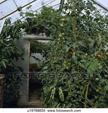 Tomatoes in pots inside greenhouse View Large Photo Image Stock Photography - Tomatoes in pots inside greenhouse. Fotosearch