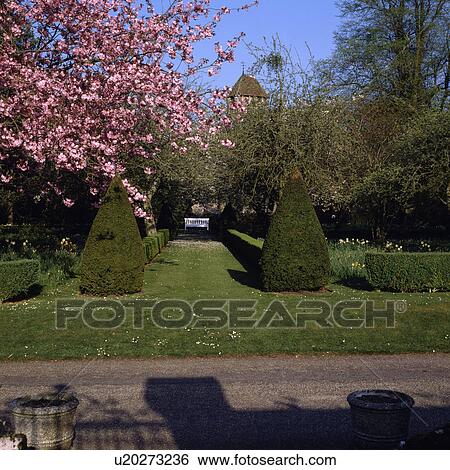 Stock Photograph - Topiary shrubs on lawn in large country garden in Spring. Fotosearch