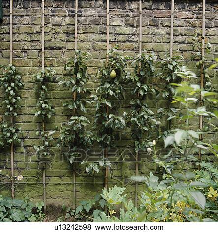 Stock Photo - Trained pear trees on brick wall in country garden. Fotosearch