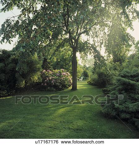 Tree and shady lawn in large country garden View Large Photo Image Stock Photograph - Tree and shady lawn in large country garden. Fotosearch