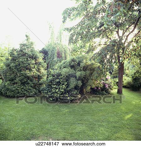 Stock Photo - Tree and shrubs bordering lawn in country garden in summer. Fotosearch