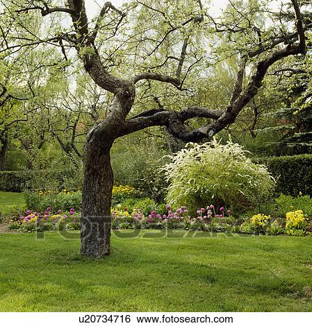 Tree on lawn in summer country garden View Large Photo Image Stock Photograph - Tree on lawn in summer country garden. Fotosearch