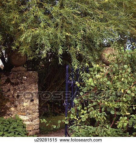 Trees above wall in walled country garden View Large Photo Image Stock Photography - Trees above wall in walled country garden. Fotosearch