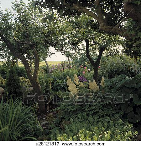 Trees in country garden in summer View Large Photo Image Stock Photo - Trees in country garden in summer. Fotosearch