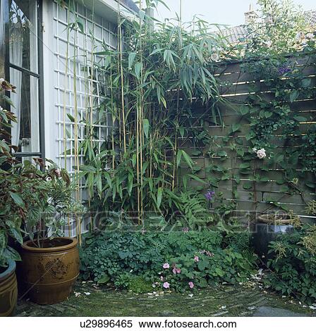 Stock Photography - Trellis on white wall in town garden with fence. Fotosearch