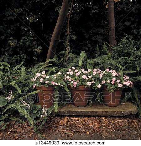 Stock Photo - Trio of terracotta pots of blush pink busy lizzie surrounded by ferns at shady woodland edge. . Fotosearch
