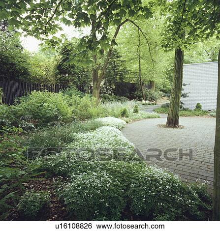 Underplanting in large country garden with paving View Large Photo Image Stock Photograph - Underplanting in large country garden with paving . Fotosearch