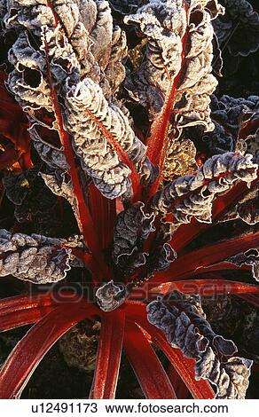 Stock Image - vegetable, swiss chard, frost, plants. Fotosearch