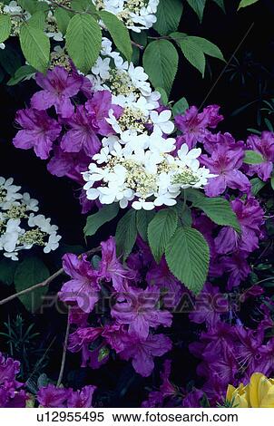 viburnum plicatum, purple, white, azalea, spring, plants View Large Photo Image Stock Photography - viburnum plicatum, purple, white, azalea, spring, plants. Fotosearch